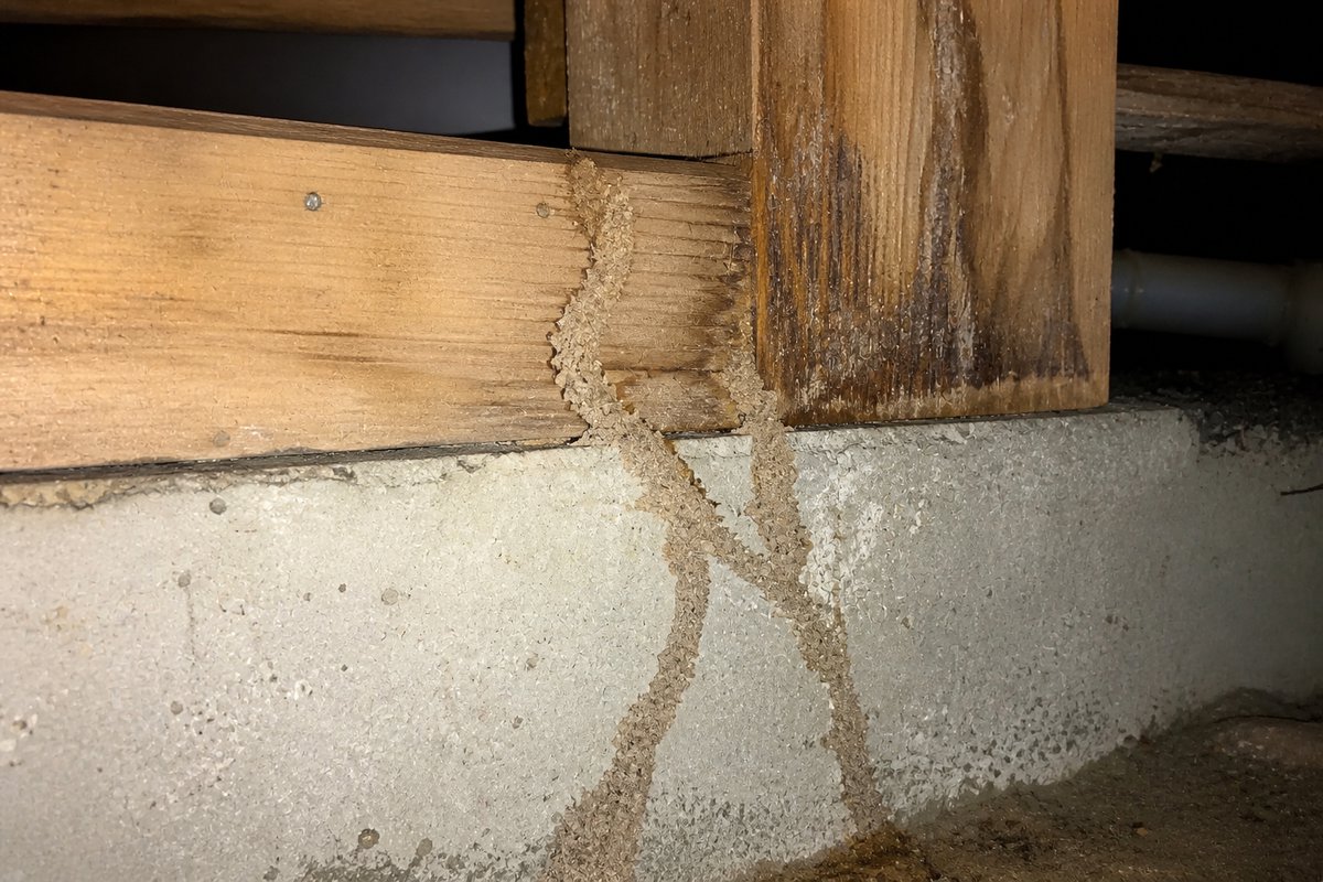 蟻道の確認